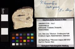 Foto (Objket + Etiketten) von Tanidromites sp. 